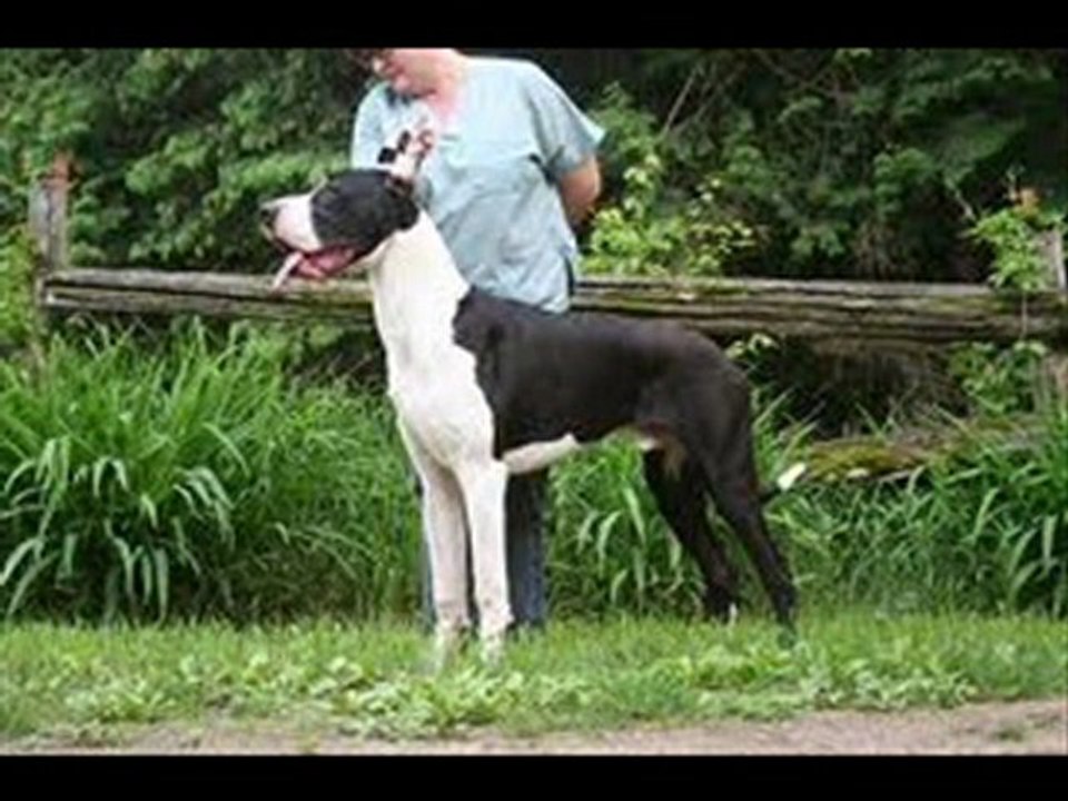 Marmaduke Movie Trailers HD