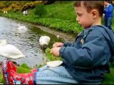 2011 Feeding Swans