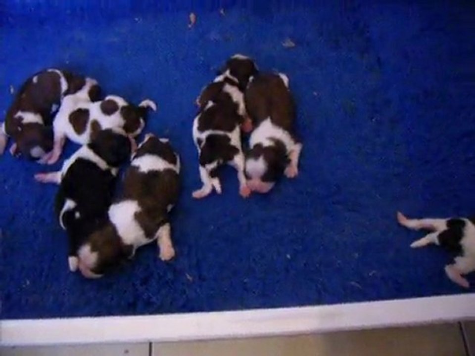 SSA43779LES BEBES DE CHANG TZI ET BAL-TAI 2011