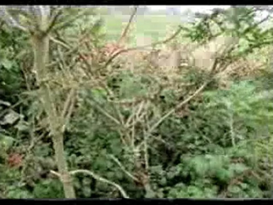 Kusursuz uçuş makinası: Yusufçuk