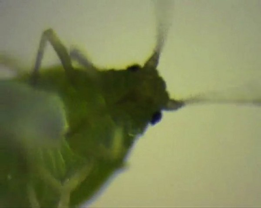 puceron2