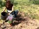 How To Plant Hydrangeas