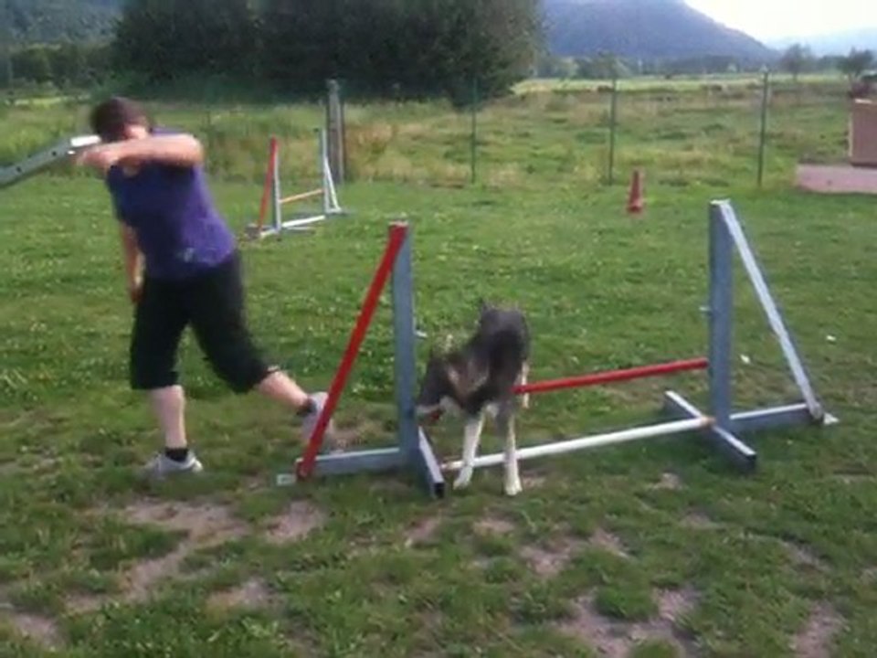 Première séance d'agility pour Shadaii, Lapinporokoira