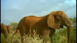 Hormonal Elephants