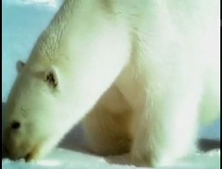 Polar Bears Battle To Mate