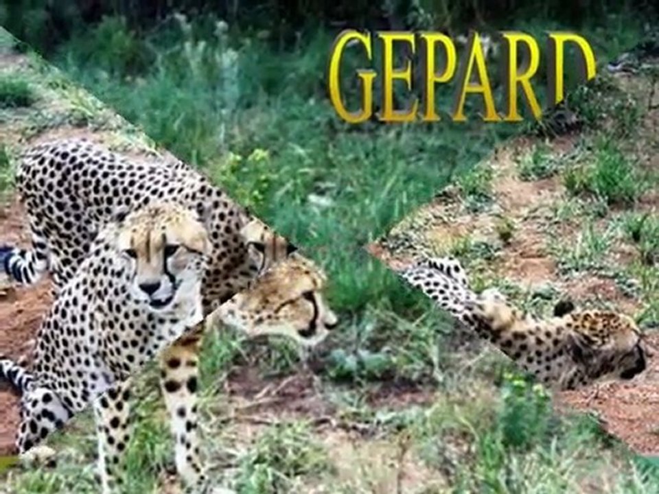 Mój filmik PARK KRUGERA