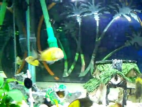 Tropheus Ikola Yavrular - Lokman Koç