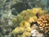 Marsa Alam 2011 - paradise under the Red sea (part 1)