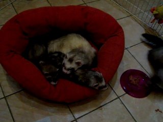 7 juin 2011, présentation Nala 2