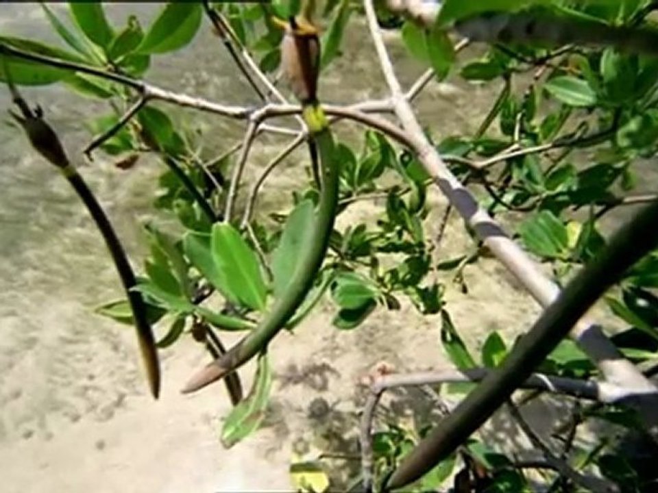 Die Erben der Saurier E02 Killerwale