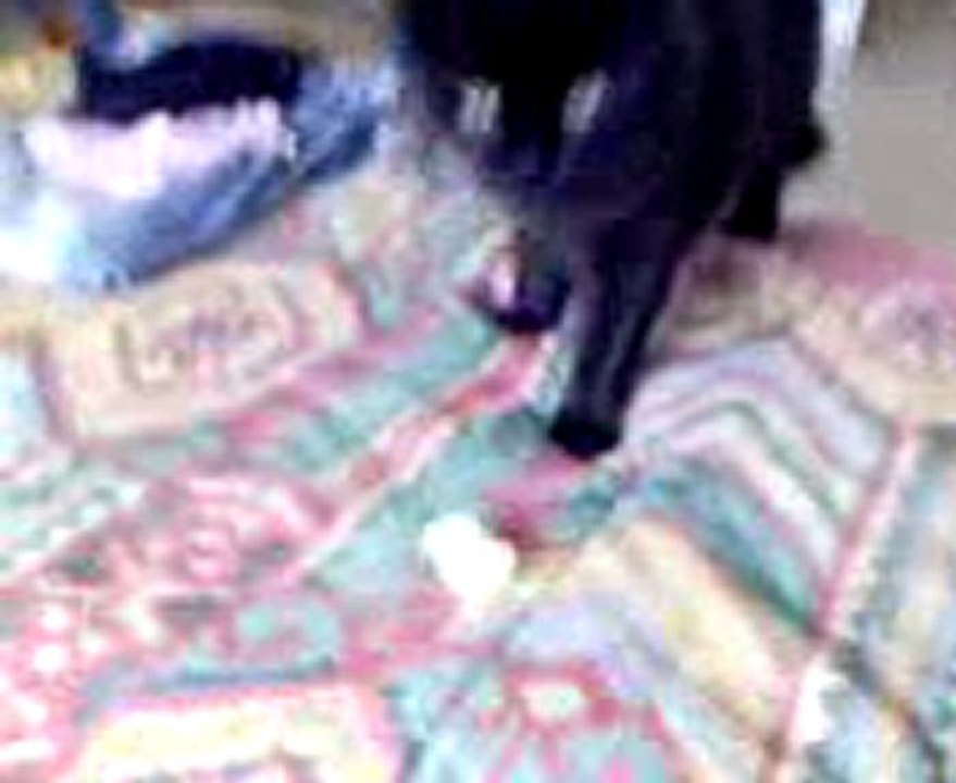 Thémys1 et sa boulette