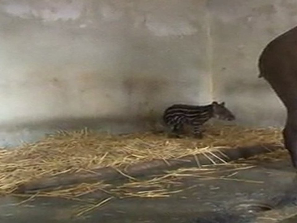 Bébé tapir