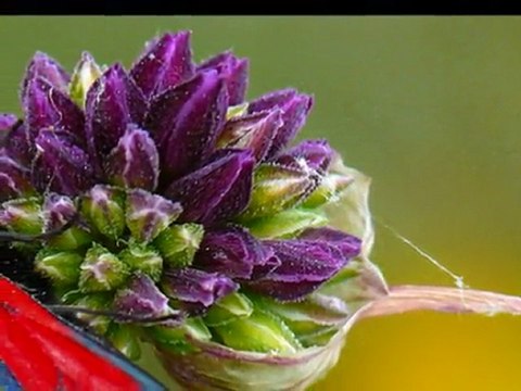 DEDE YUNUS GÜRSOY Fotoğrafları - Zülfü Kaküllerin Amber Misali ( Erkan Oğur )