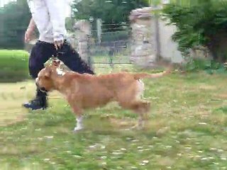 F.B.I. Special Agent Callagan of Usual Suspect 14 mois