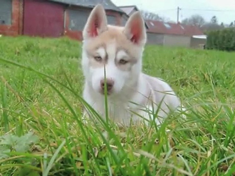 Nos amis les Chiens - Our Dogs