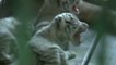 Naissance de cinq tigres blancs en Chine