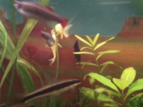 cette mélodie est pour toi..avec ZOOM.Q3 HD.essai pour le son...répertoire série 3..