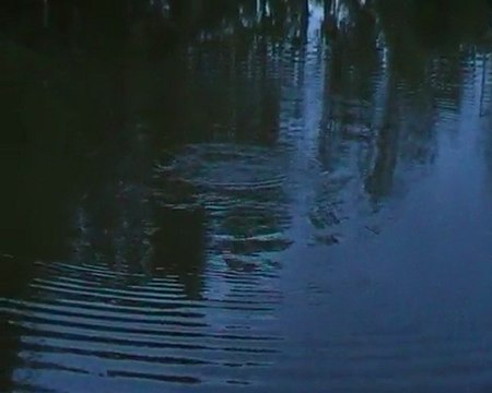 combat petite carpe miroir mes puissante