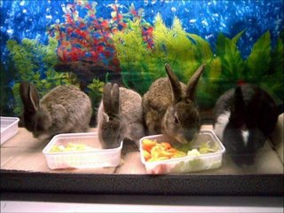 Şükrü Kekevi & Cansever - HALA SEVİYORUM