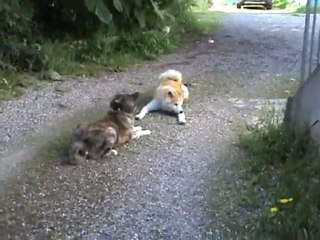 Jeux Tsankha et Daïsuki 3