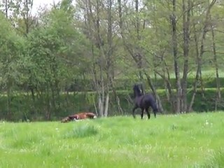 Gwen Flicka
