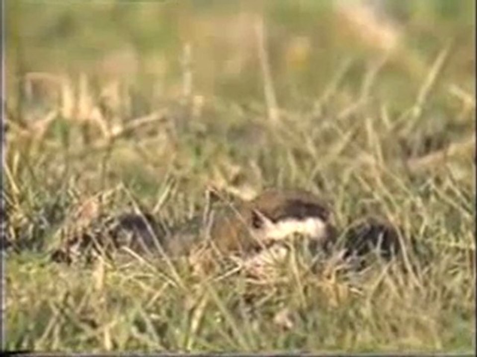 Altın kuşunun kamuflajı