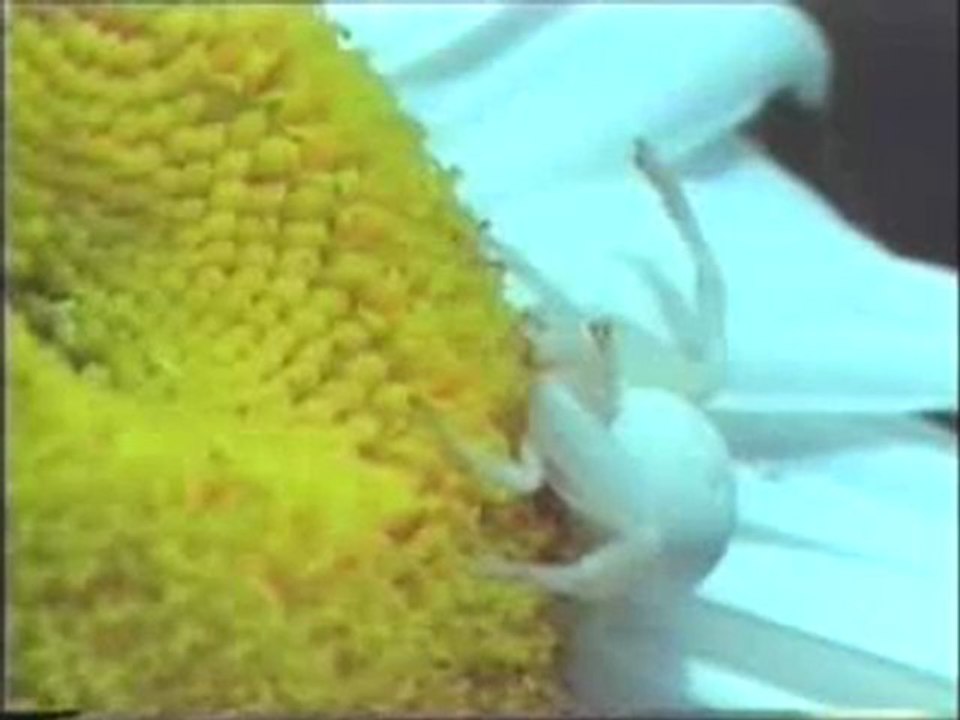 Beyaz örümceğin kamuflajı