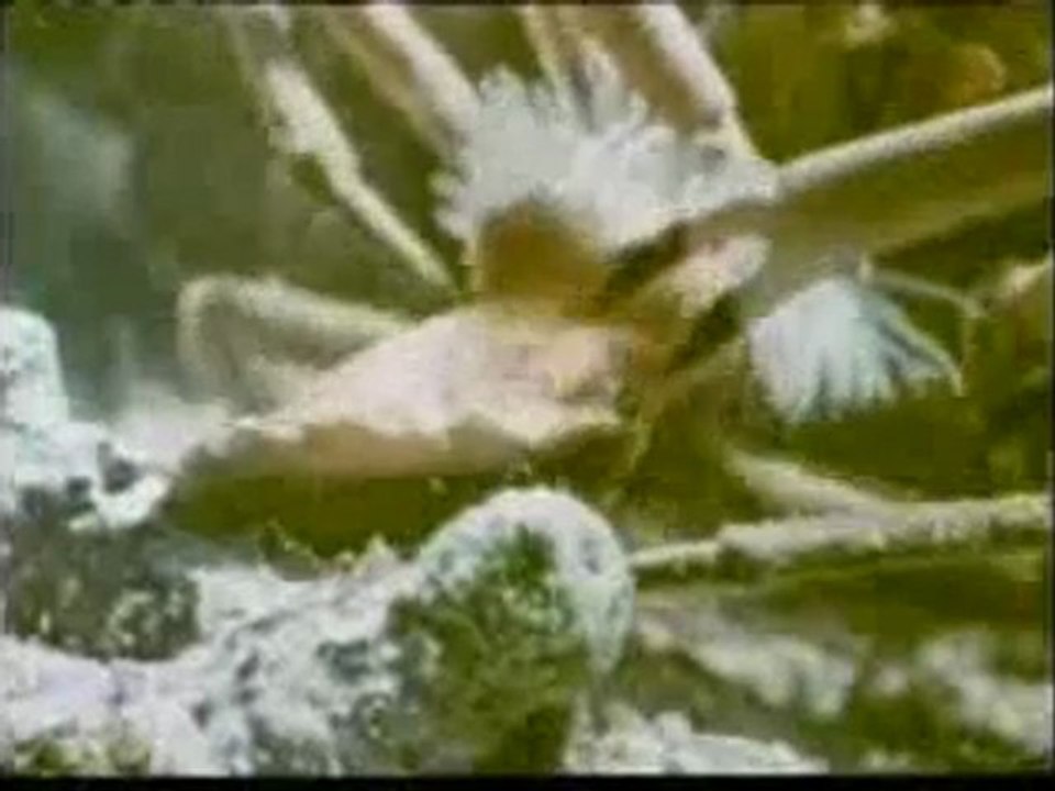 Bazı deniz canlılarının kamuflajı