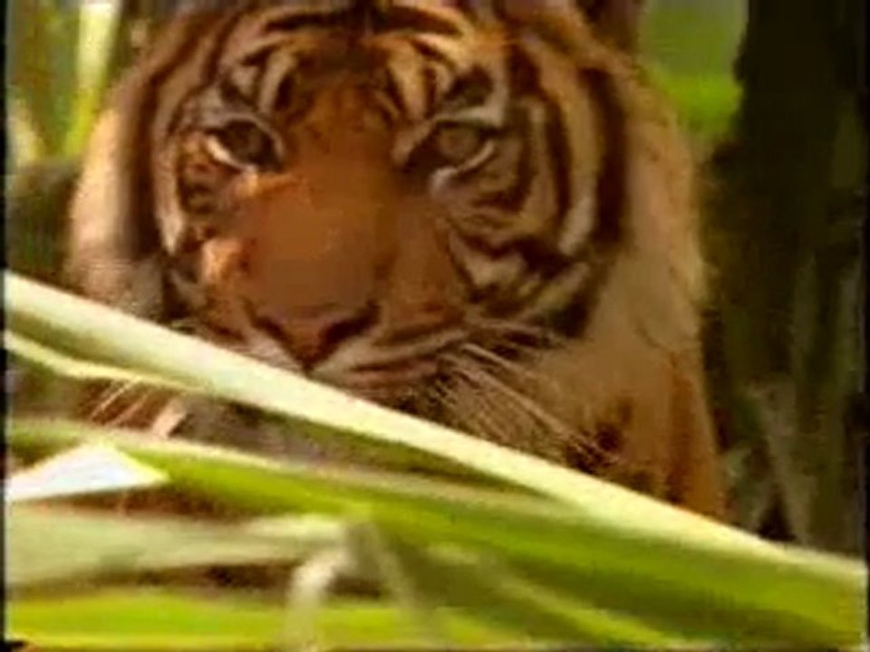 Hiçbir canlı evrimle meydana gelmemiştir