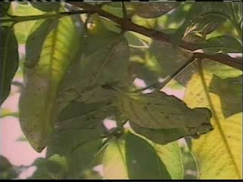 Örümcek ve bazı böceklerin kamuflajı