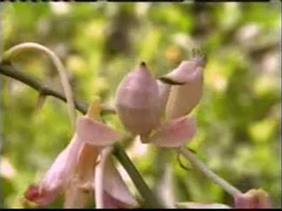 Mantis böceğinin kamuflajı