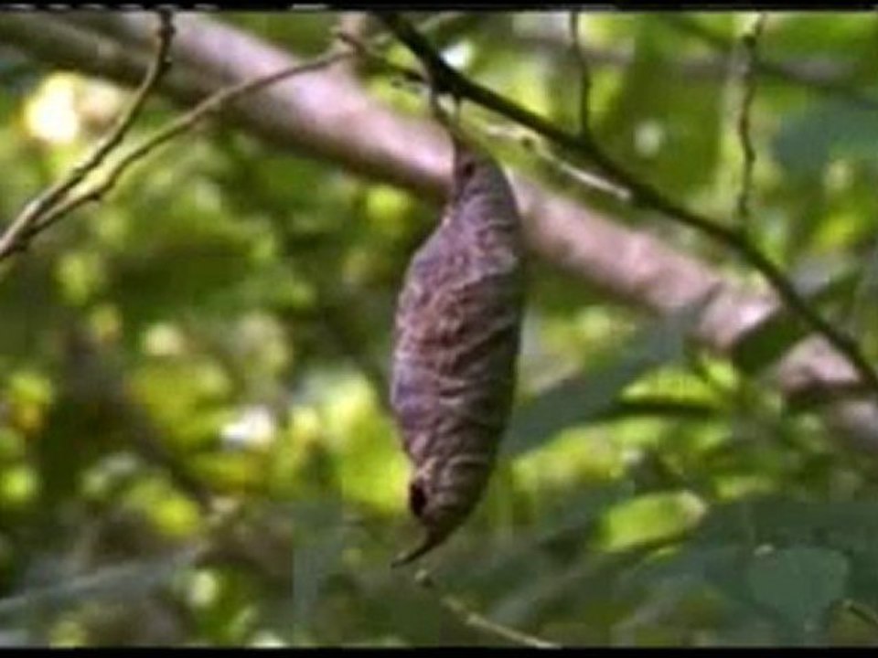 Tırtılın kamuflajı