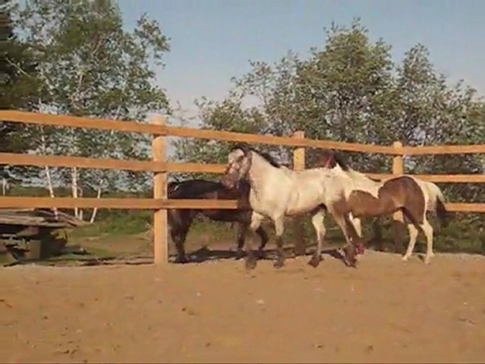 You give me that Hummingbird Heartbeat