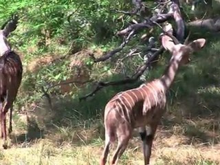 New Kudu @ The Maryland Zoo in Baltimore