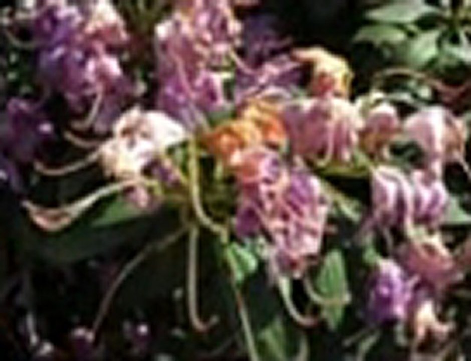 FROOT LOOPS - Das Referat Teil 2