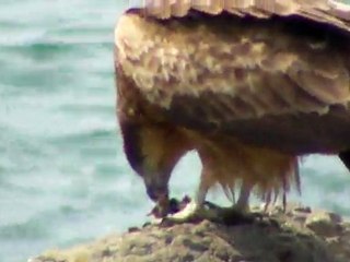 江ノ島のトビ；Black Kite