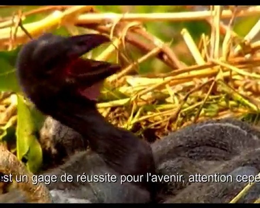 répartie