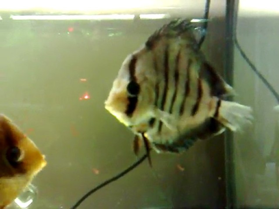 Jour 12  Hôpital 80L Repas 2   Dessalage 4