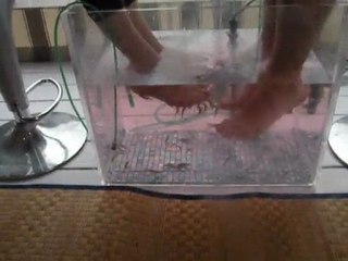 פינוק דגים לרגליים - אטרקציה לאירועים עסקיים או פרטיים