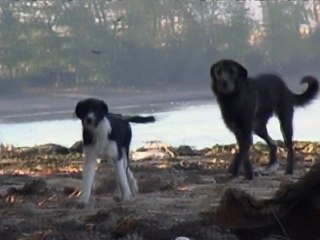 Dogs and People: A Documentary on Loyalty and Betrayal