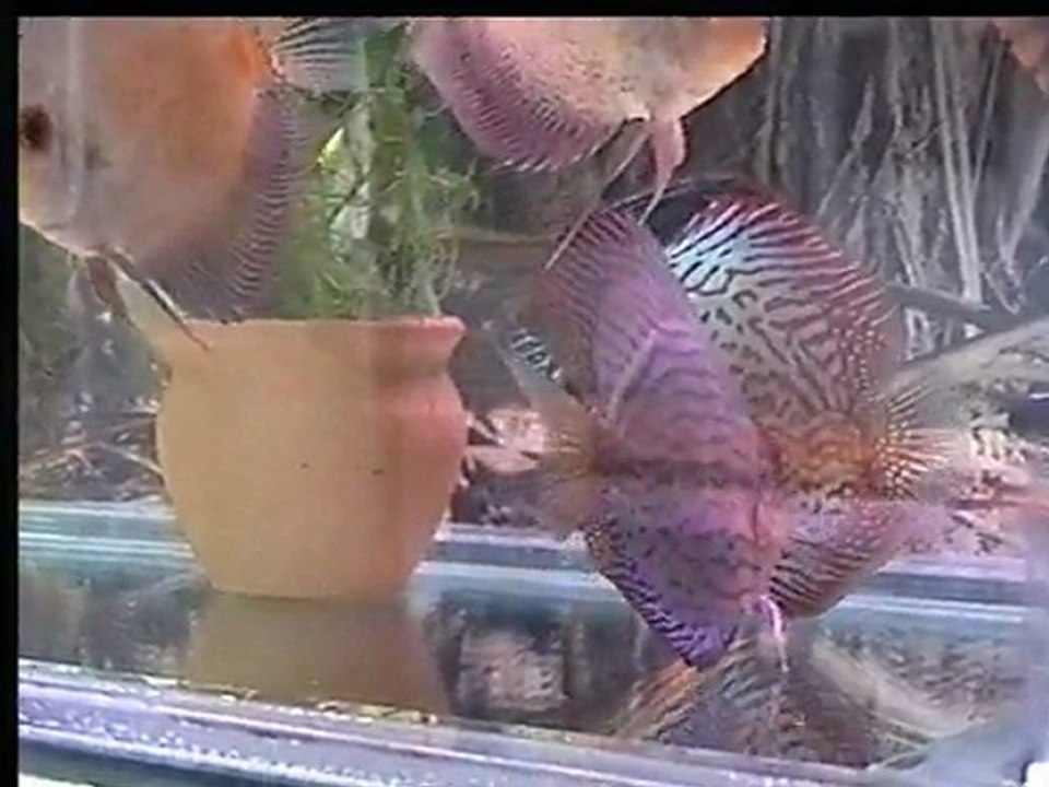DVDClip1