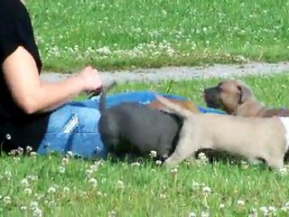 Portée 2011: Chiots agés de 6 semaines