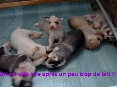 les premiers pas des chiots de Capone of Aldan River