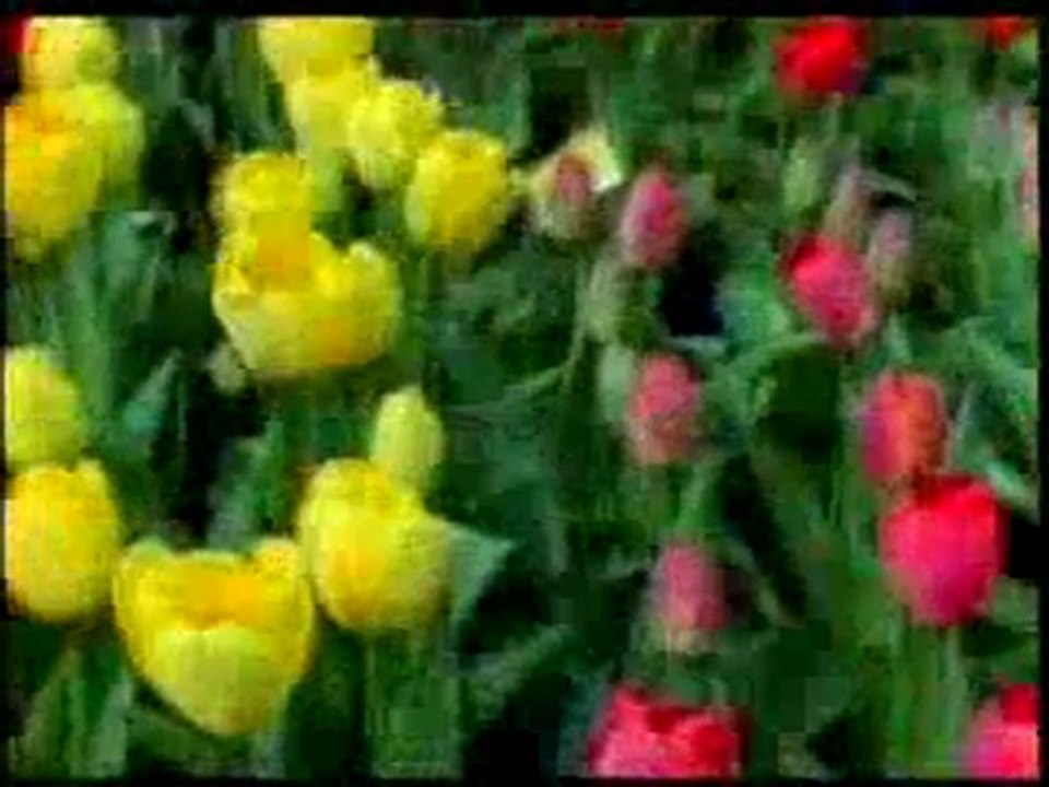 Peygamber Efendimiz (sav)'in tebliği