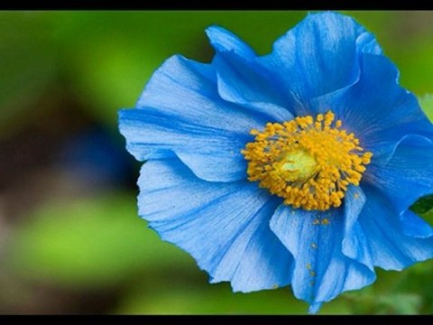 GÜLBEN ERGEN & YA ÖLÜMSÜN YA DÜĞÜN