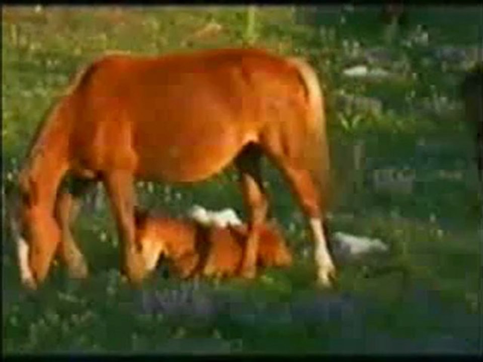 Hz. Süleyman'ın üstün ahlakı