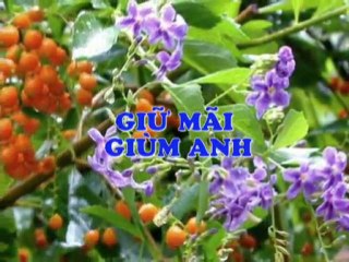 GIỮ MÃI GIÙM ANH - nhạc: Vũ Thái Hòa - Lời Thơ: UP Minh Nguyệt - Tiếng hát: Minh Khoa