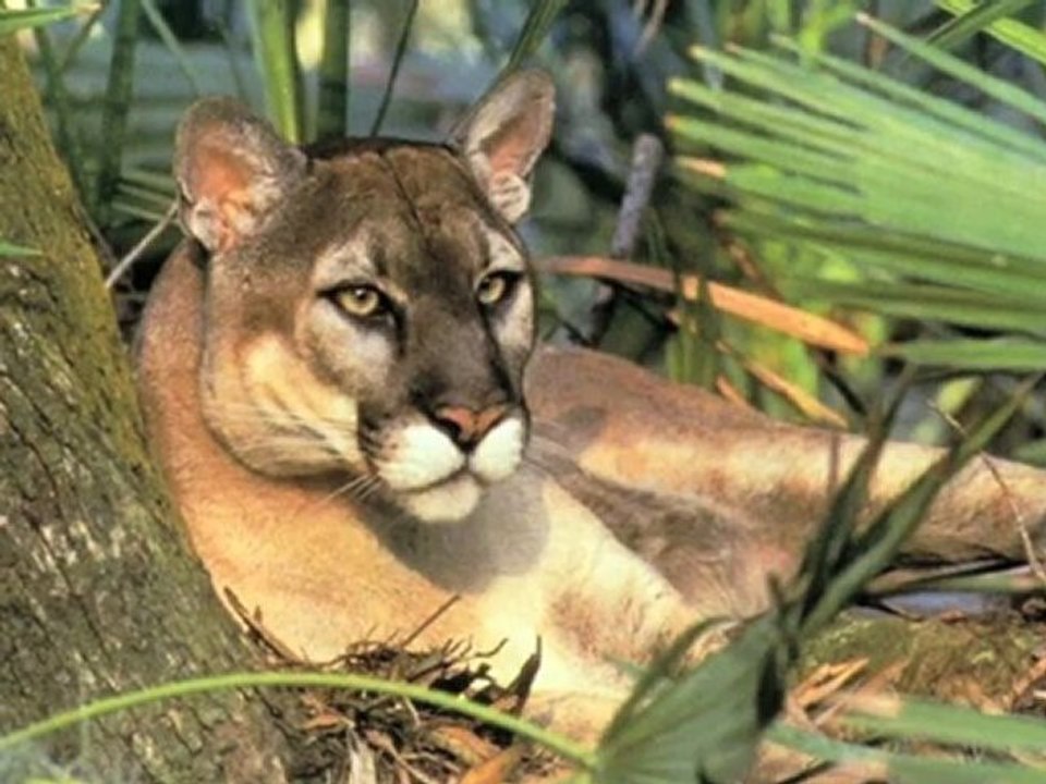 Les cougars