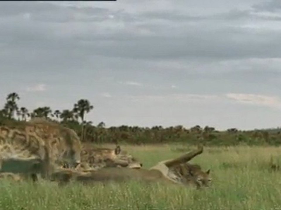 Die Erben der Saurier E05 Kampf der Säbelzähne