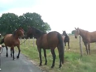13.07.2011.4 ème sortie pour Tliloa, accompagnée de Ténébra